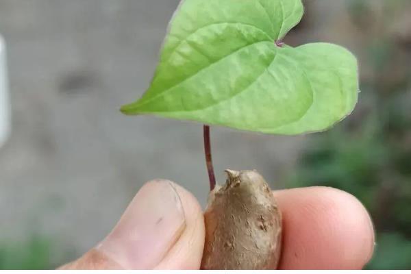 山药豆怎么种植，整个生长期浇水5-7次