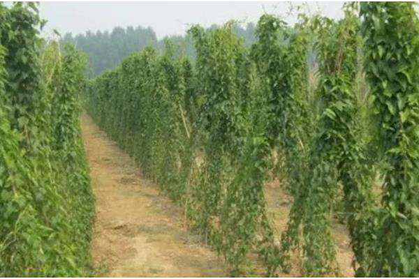 山药豆怎么种植，整个生长期浇水5-7次