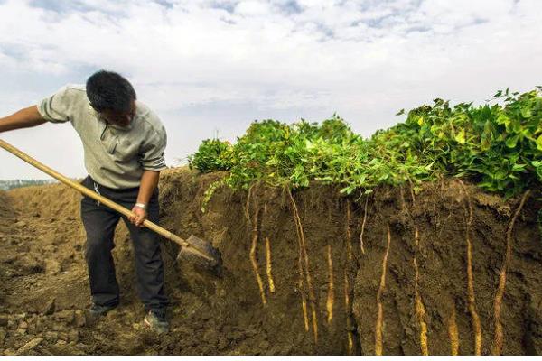 山药豆怎么种植，整个生长期浇水5-7次