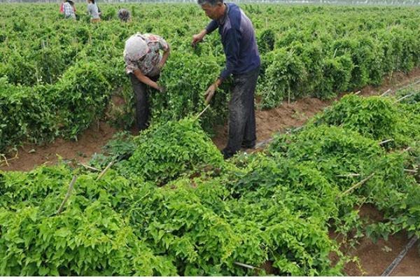 山药豆怎么种植，整个生长期浇水5-7次