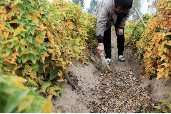 山药豆怎么种植，整个生长期浇水5-7次