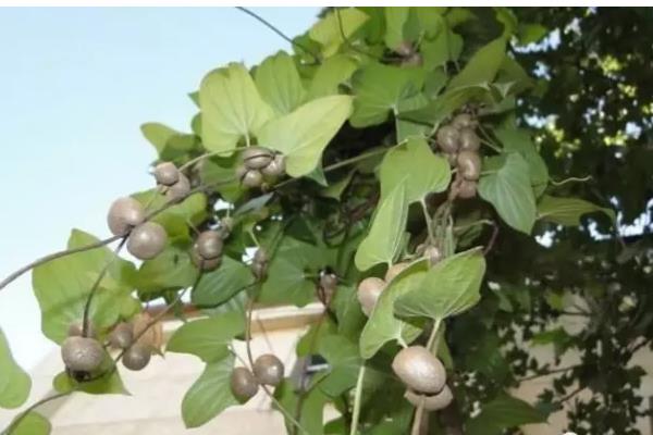 山药豆怎么种植，整个生长期浇水5-7次