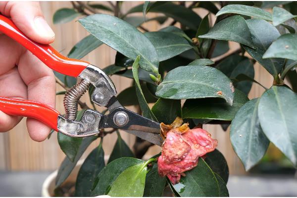 茶花树枯死怎么办，剪除枯黄的枝条和烂根并换土重栽