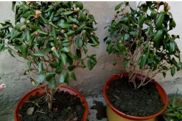 茶花树枯死怎么办，剪除枯黄的枝条和烂根并换土重栽
