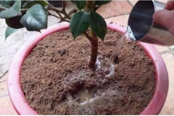 茶花树枯死怎么办，剪除枯黄的枝条和烂根并换土重栽