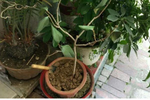 茶花树枯死怎么办，剪除枯黄的枝条和烂根并换土重栽