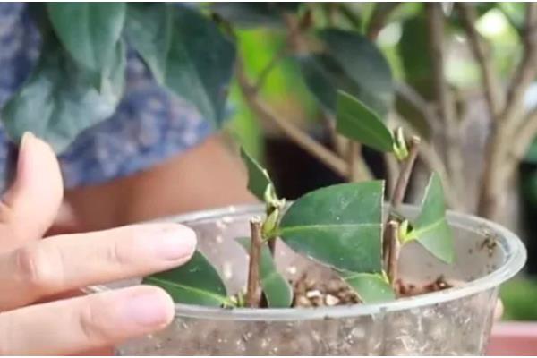 茶花树枯死怎么办，剪除枯黄的枝条和烂根并换土重栽