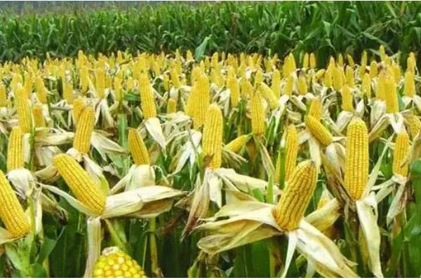 隆创310玉米种的特征特性，在不同玉米区的生育期有区别
