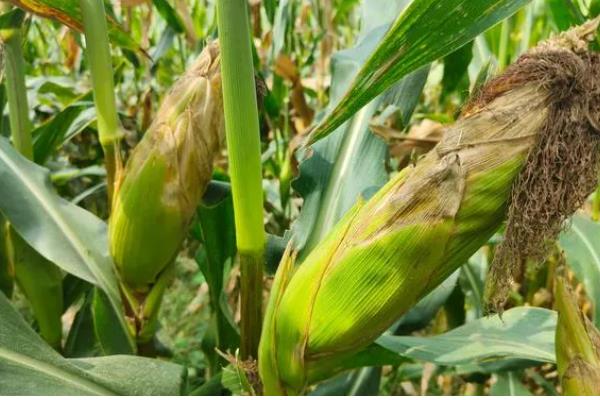 隆创310玉米种的特征特性，在不同玉米区的生育期有区别