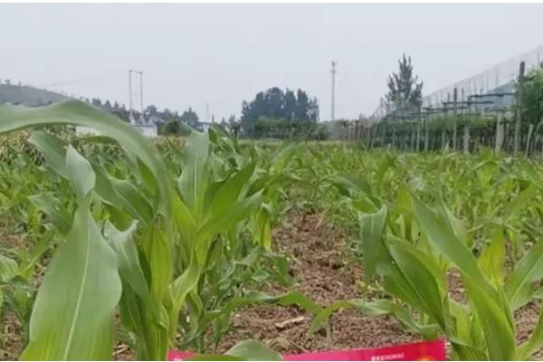 隆创310玉米种的特征特性，在不同玉米区的生育期有区别