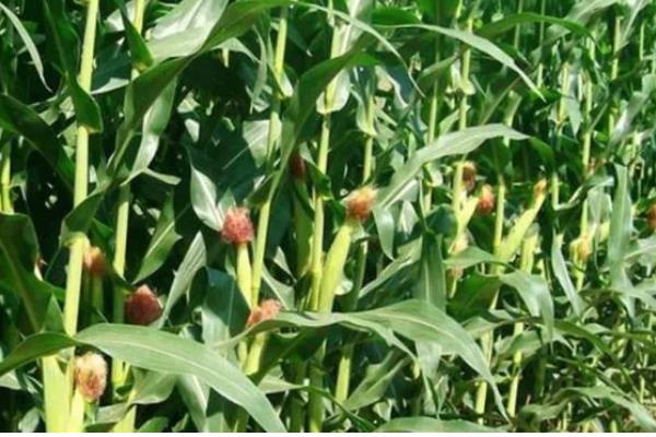 隆创310玉米种的特征特性，在不同玉米区的生育期有区别