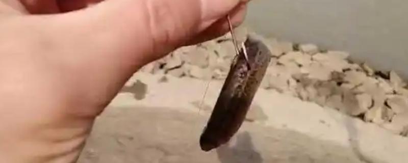 钓桂鱼怎么挂泥鳅，可采用背挂法、鼻挂法等