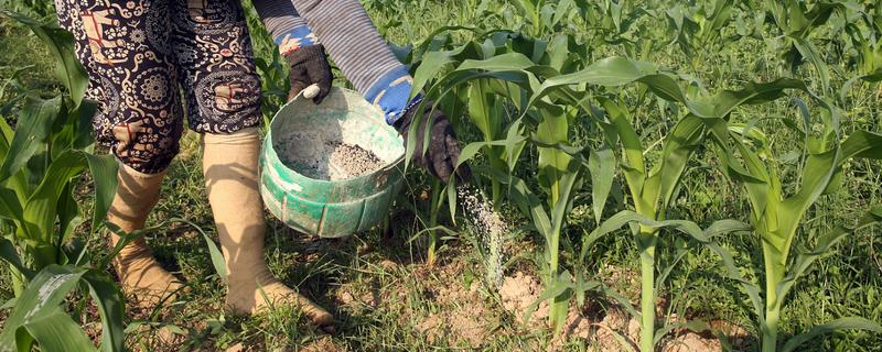 玉米怎么施肥能高产,基肥主要以农家肥为主