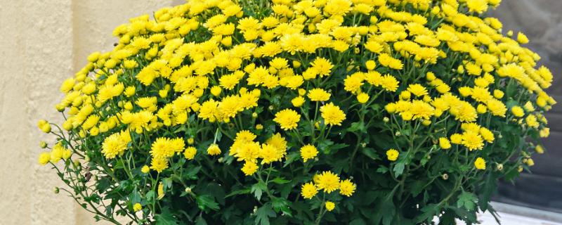 菊花开完花后如何处理，需及时剪掉残花