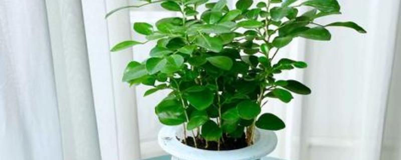 水培九里香的养殖方法,需确保光照的充足