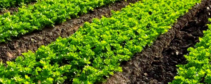 农作物用了激素土壤受到破坏怎么处理，要采取生物修复