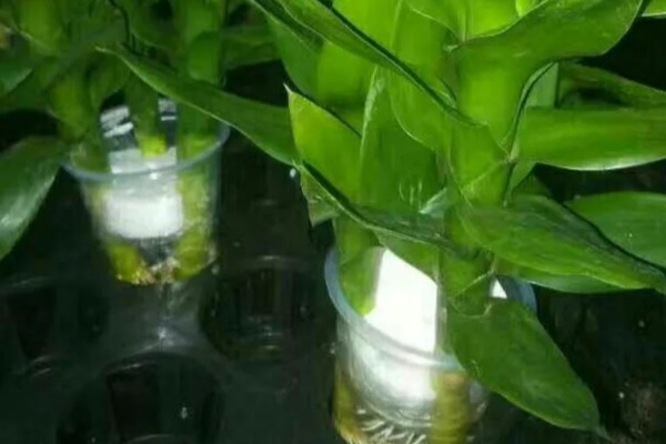 观音竹和莲花竹的区别,属性和枝叶均不同