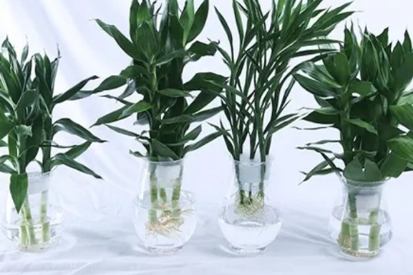 观音竹和莲花竹的区别,属性和枝叶均不同