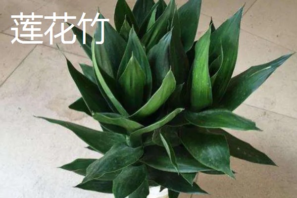 观音竹和莲花竹的区别,属性和枝叶均不同