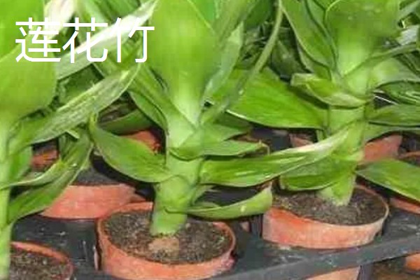 观音竹和莲花竹的区别,属性和枝叶均不同