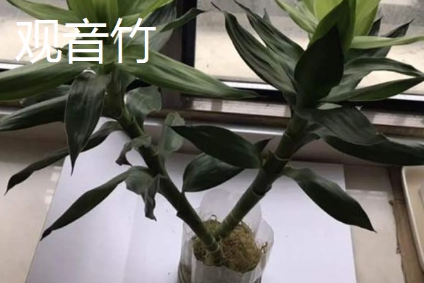 观音竹和莲花竹的区别,属性和枝叶均不同