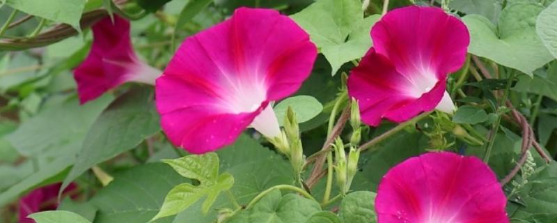 哪些花卉可以爬墙，常见牵牛花、蔷薇花等品种