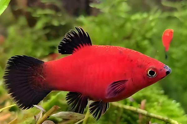 黑月光鱼好不好养，饲养难度不高