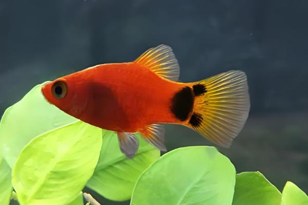 黑月光鱼好不好养，饲养难度不高