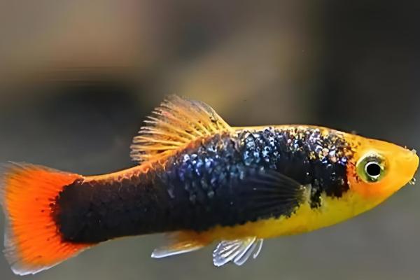 黑月光鱼好不好养，饲养难度不高