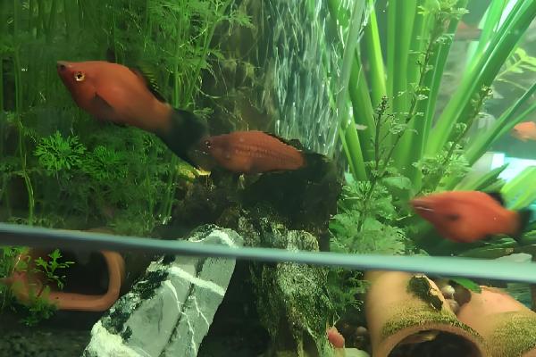 黑月光鱼好不好养，饲养难度不高