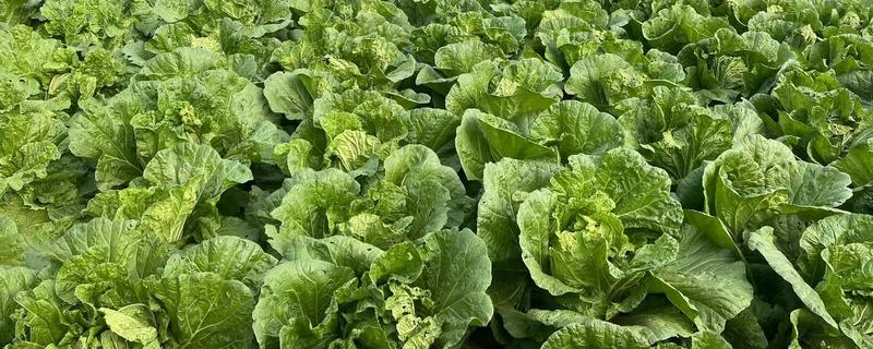 立冬了能不能对白菜浇水，浇水后植株容易受冻