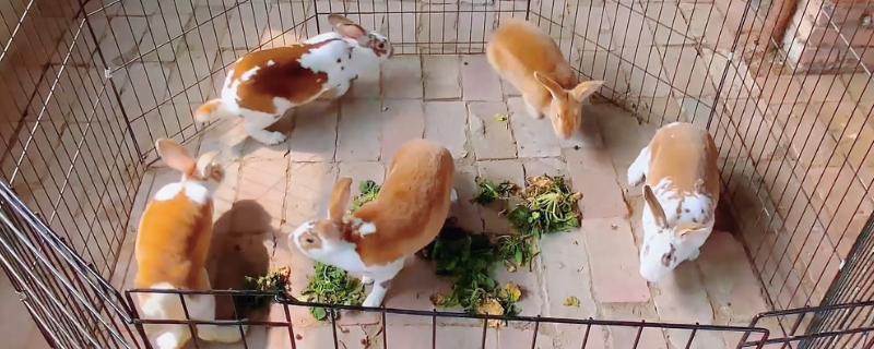 獭兔如何安全度夏，每天要定时打扫兔舍