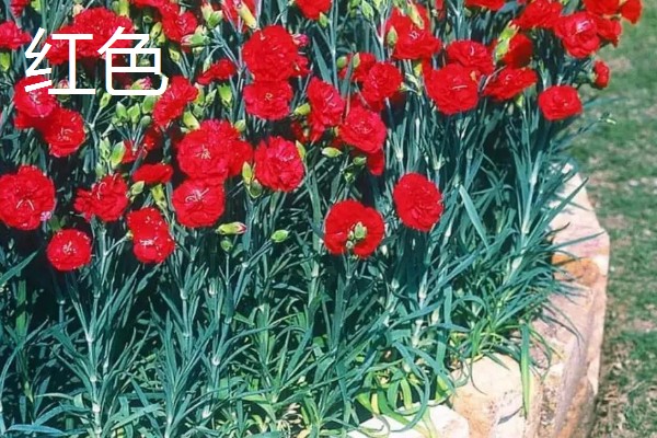 康乃馨的颜色类型，常见红色、紫色、粉色等品种
