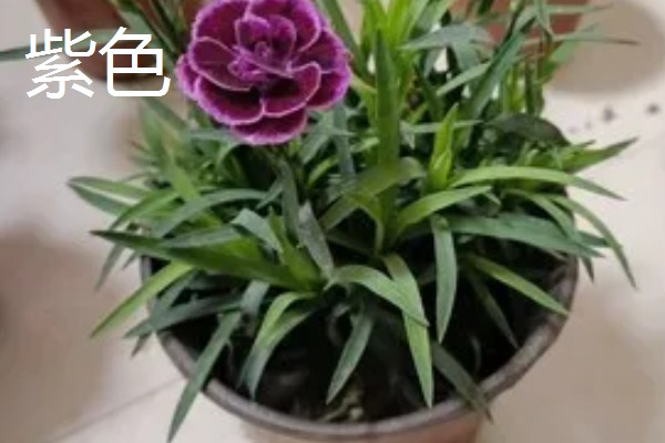 康乃馨的颜色类型，常见红色、紫色、粉色等品种