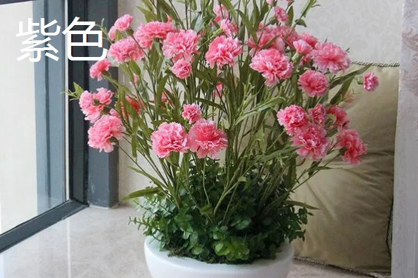 康乃馨的颜色类型，常见红色、紫色、粉色等品种