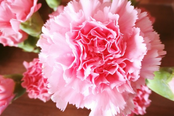 康乃馨的颜色类型，常见红色、紫色、粉色等品种