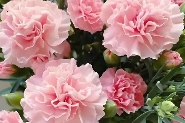 康乃馨的颜色类型，常见红色、紫色、粉色等品种