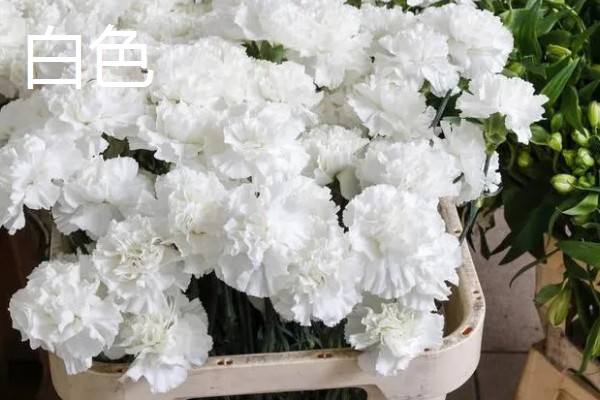 康乃馨的颜色类型，常见红色、紫色、粉色等品种