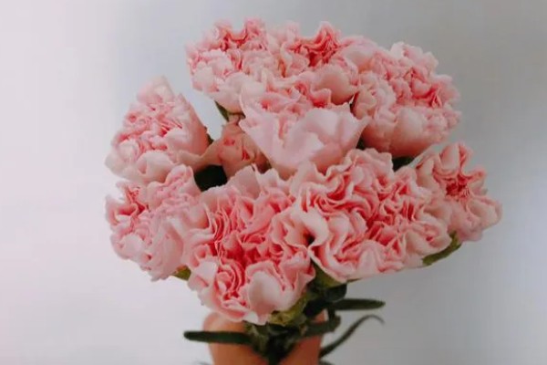 康乃馨的颜色类型，常见红色、紫色、粉色等品种