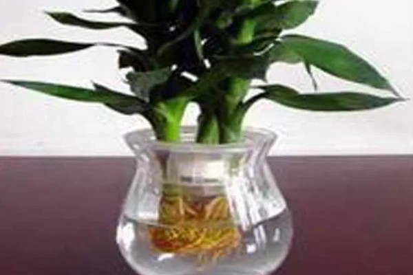 观音竹和莲花竹的区别,属性和枝叶均不同