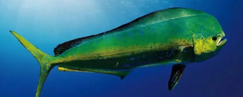 鲯鳅是哪种鱼，俗称飞乌虎、鬼头刀等