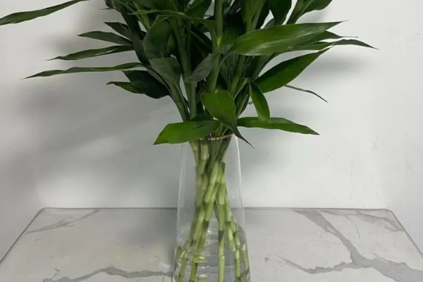 怎么水养转运竹，应该用干净的水养