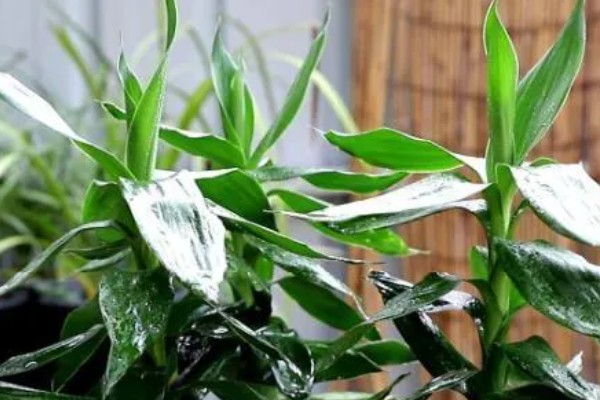 怎么水养转运竹，应该用干净的水养