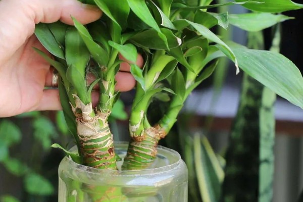 怎么水养转运竹，应该用干净的水养