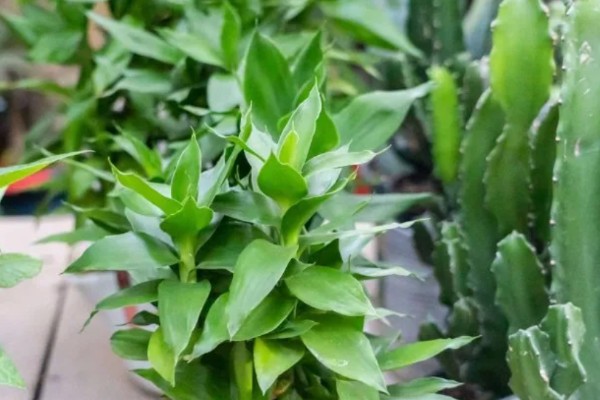 怎么水养转运竹，应该用干净的水养