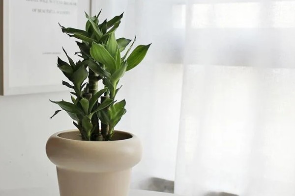 怎么水养转运竹，应该用干净的水养