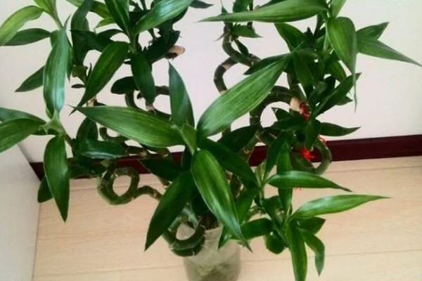 怎么水养转运竹，应该用干净的水养