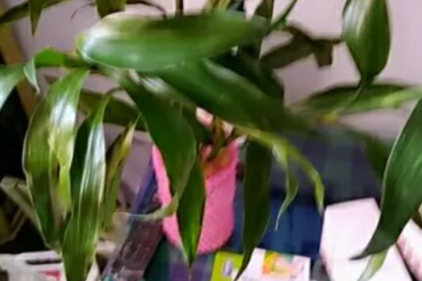 怎么水养转运竹，应该用干净的水养