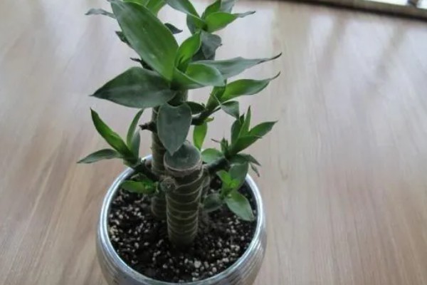 怎么水养转运竹，应该用干净的水养