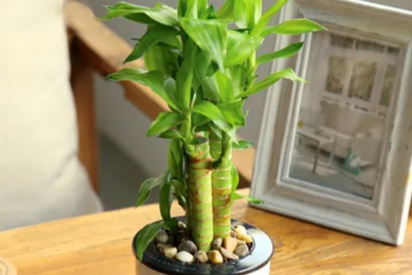 怎么水养转运竹，应该用干净的水养